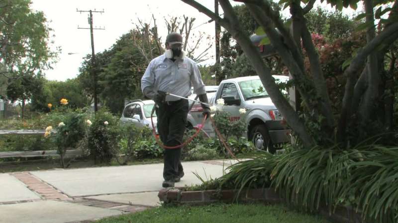 Moth Control